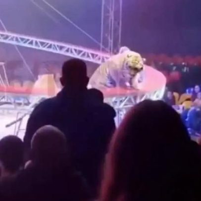 Tigre avança em direção ao público após grade ceder em circo na Rússia