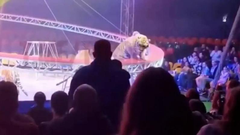 Tigre avança em plateia em circo na Rússia