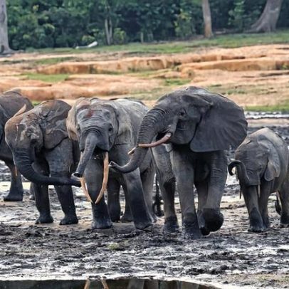 Clareira única na África Central atrai elefantes das florestas densas