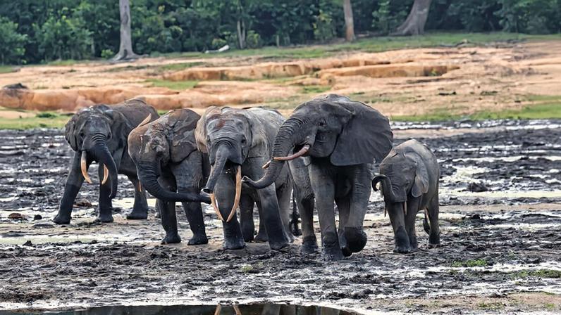 Clareira única na África Central atrai elefantes das florestas densas