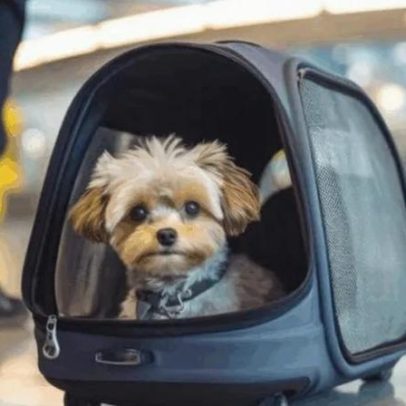 China amplia transporte de animais de estimação em trens de alta velocidade