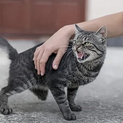Estresse pode matar gatos? Veja sinais de alerta