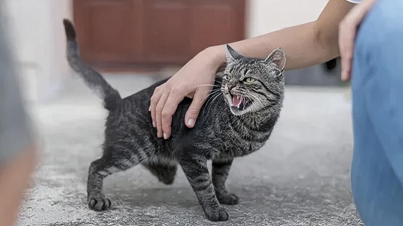 Mudanças na rotina são gatilhos de estresse para gatos.