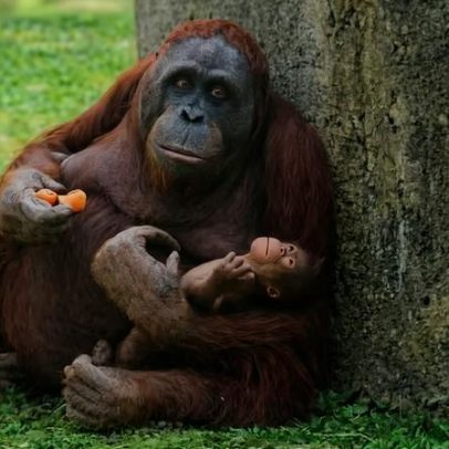 Filhote de orangotango nasce em Madri, espécie em risco de extinção