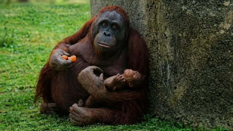 Orangotango-de-bornéu segura seu filhote recém-nascido, em Madri — Foto: Divulgação/Madrid Zoo