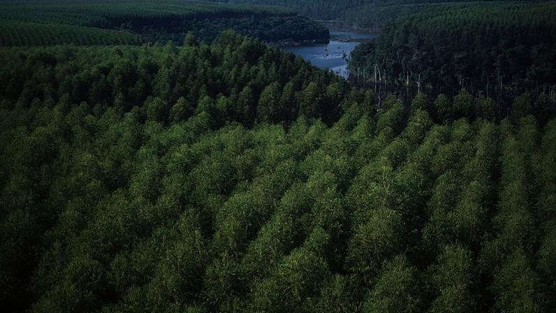 Chamada de Projeto Sucuriú pela Arauco, a instalação será a maior fábrica de celulose em linha única do mundo