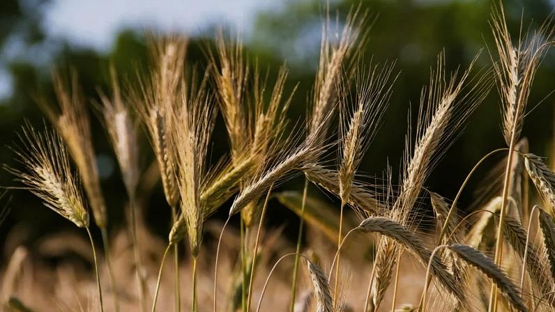 A introdução do centeio como bebida vegetal não é só uma inovação de produto –é uma mudança na lógica de uso das culturas agrícolas, diz o articulista