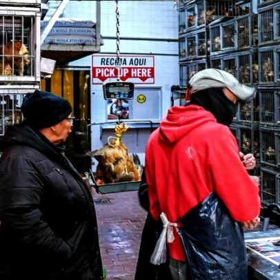 Gripe aviária aumenta entre vida selvagem urbano em Nova York
