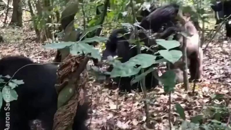 Chimpanzés estão em 'guerra civil' há 8 anos