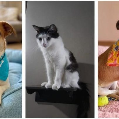 Adoção em BH reúne cães e gatos resgatados de abandono