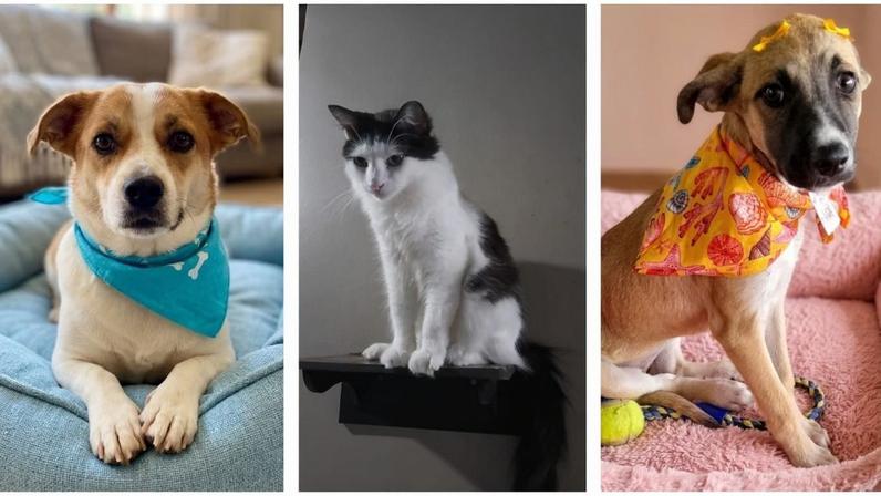 Cães resgatados de abandono e maus-tratos podem ser adotados na Cobasi da Savassi, em BH