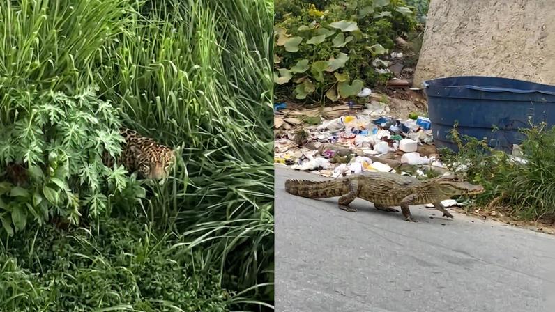 Acreditando no perigo, moradores repassaram fotos aos militares; apuração apontou que imagem de réptil era uma crítica social sobre um lixão no bairro