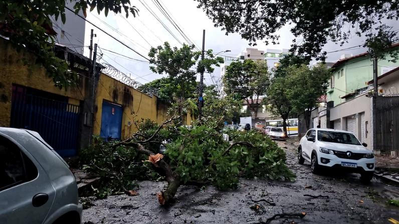 Queda de árvore na rua Visconde de Taunay, no bairro São Lucas, na região Centro-Sul de BH