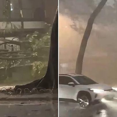 Árvore cai sobre ponto de ônibus no Centro de BH durante temporal