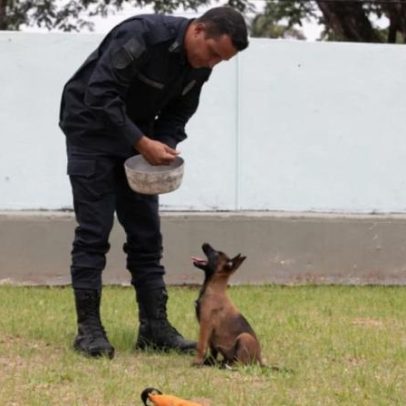 Cadela policial de BH ganha nome definido por enquete