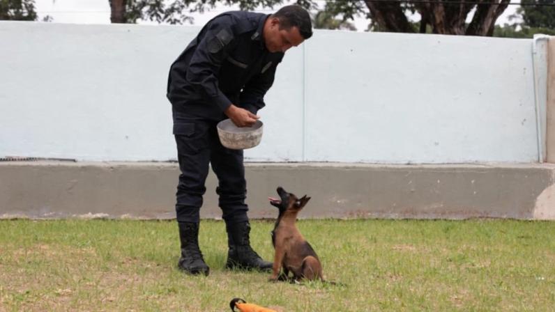 “Cãodidata” é uma filhote fêmea da raça Pastor Belga Malinois, com pouco menos de dois meses de idade