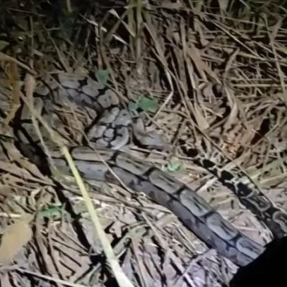 Cobra invade quintal mata galinha e é capturada por bombeiros no Norte de Minas