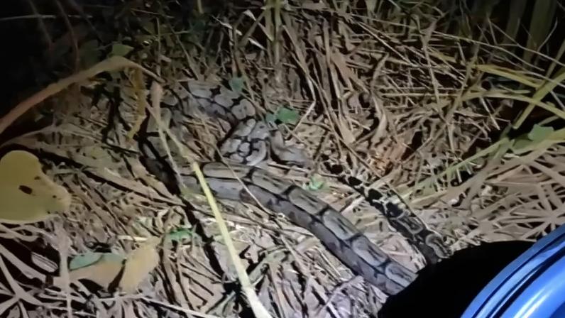 Animal foi capturado na noite dessa quarta-feira (22/4)