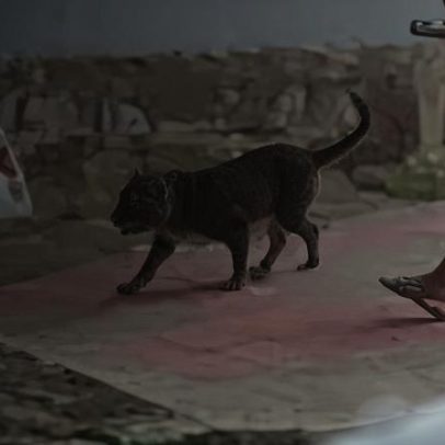 Motoboy tem dedo decepado após ataque de pit bull, leva membro ao hospital