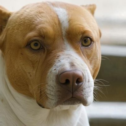 Guarda Municipal mata pitbull durante ação no Complexo Lagoinha, BH