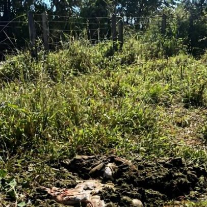 Ladrão invade fazenda, mata vaca prenha e deixa feto no local