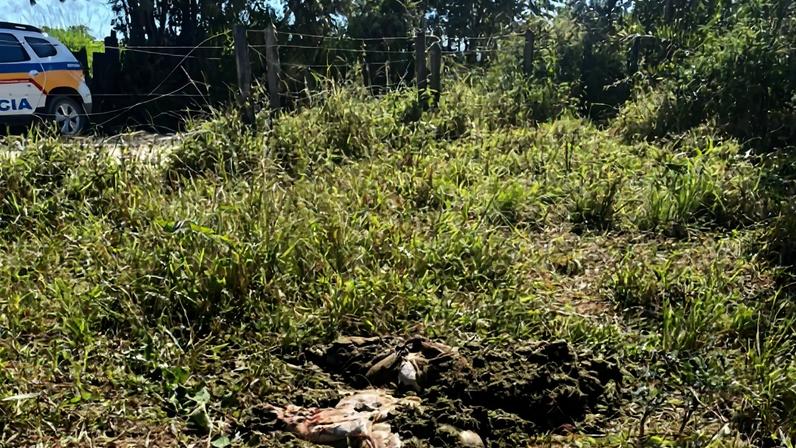 Suspeito danificou cerca para invadir e matar vaca prenha