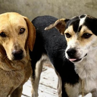 Shopping Del Rey promove adoção responsável de pets e encontro de famílias