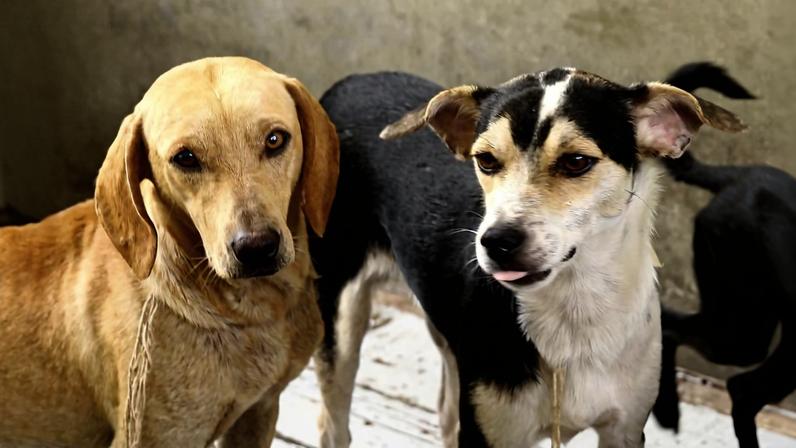 Feira de adoção de animais