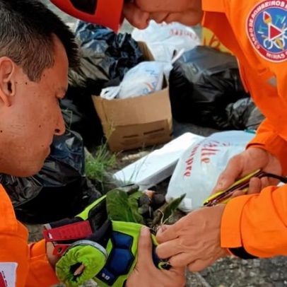 Maritaca perde uma pata após ficar presa em linha de cerol no Sul de Minas