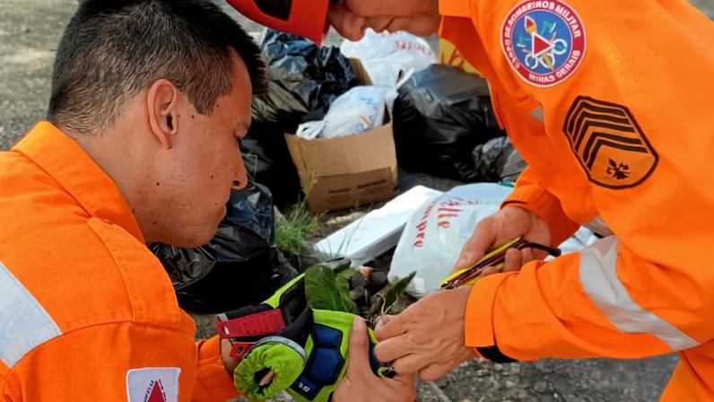 Ave foi socorrida pelos bombeiros