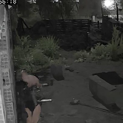 Onça invade quintal e assusta moradores de Esmeraldas na madrugada
