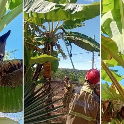 Onça-parda invade residência em MG, sobe em bananeira e é resgatada por bombeiros