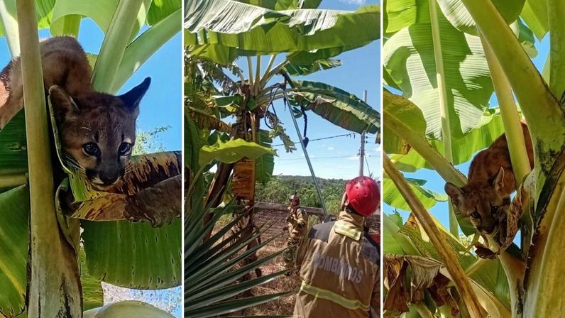 Filhote de onça-parda foi resgatado após invadir casa em Santana de Pirapama