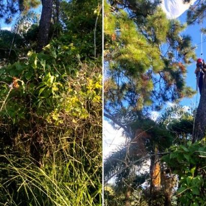 Homem perde controle durante voo de parapente, fica preso em árvore em MG