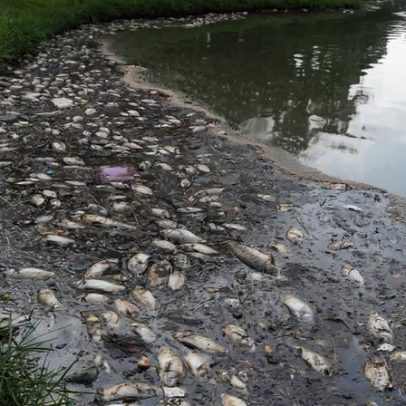 Queda de temperatura em BH leva prefeitura recolher 70 peixes mortos na Pampulha