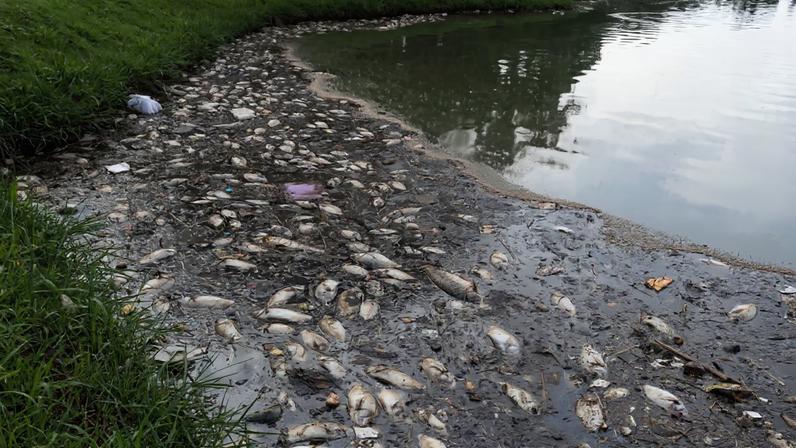 Prefeitura recolheu cerca de 70 peixes mortos da Lagoa da Pampulha