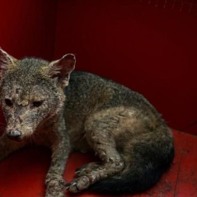Raposa resgatada em MG está fraca e machucada
