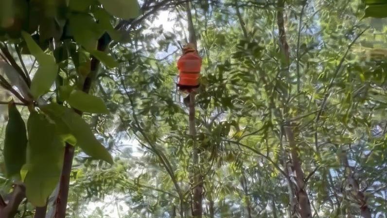 Militar escala eucalipto para salvar gato em Ribeirão das Neves