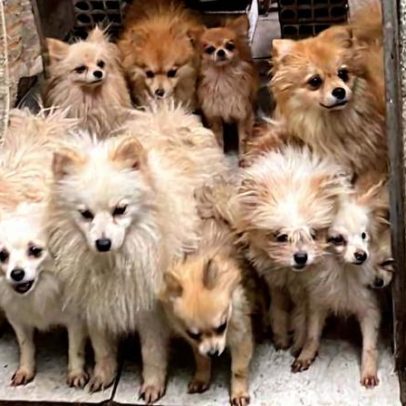 Mais de 20 cães lulu da Pomerânia são resgatados de maus-tratos em BH