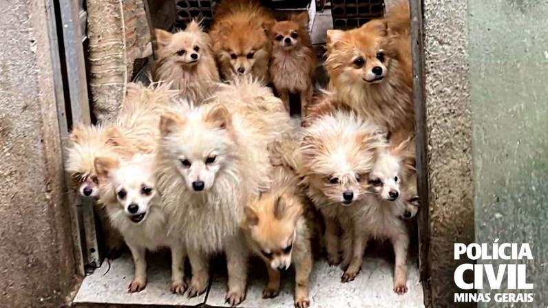 Polícia Civil resgatou cães da raça lulu da pomerânia vítimas de maus-tratos