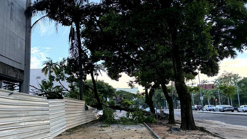 Árvore caída perto da praça da Liberdade em BH