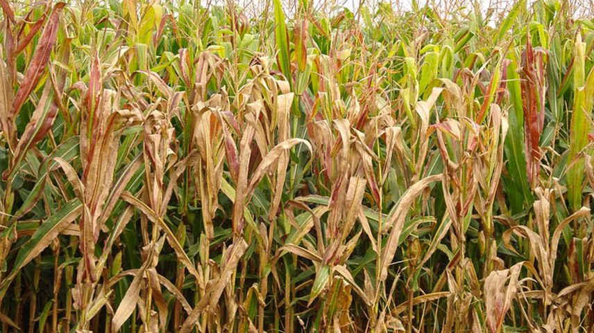 Brasília (DF), 07/04/2026 - Cigarrinha-do-milho. Foto: Charles Oliveira/Embrapa