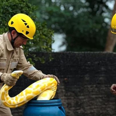 Cobra exótica de 4 m foge de casa e surge no centro de Aruanã