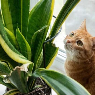 Plantas tóxicas para cães e gatos: quais evitar