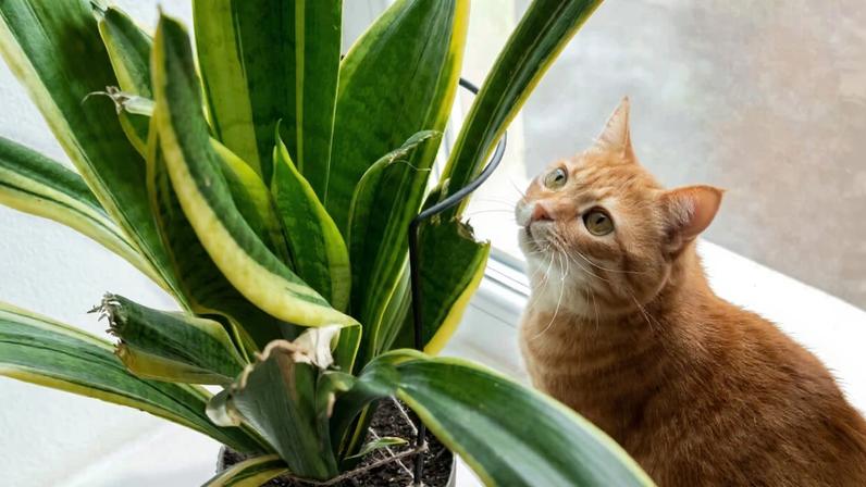 Atenção redobrada na escolha das plantas pode proteger a saúde dos pets em casa