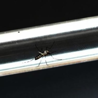 Dengue em MG sobe 6,9% em uma semana, mais de 19 mil casos