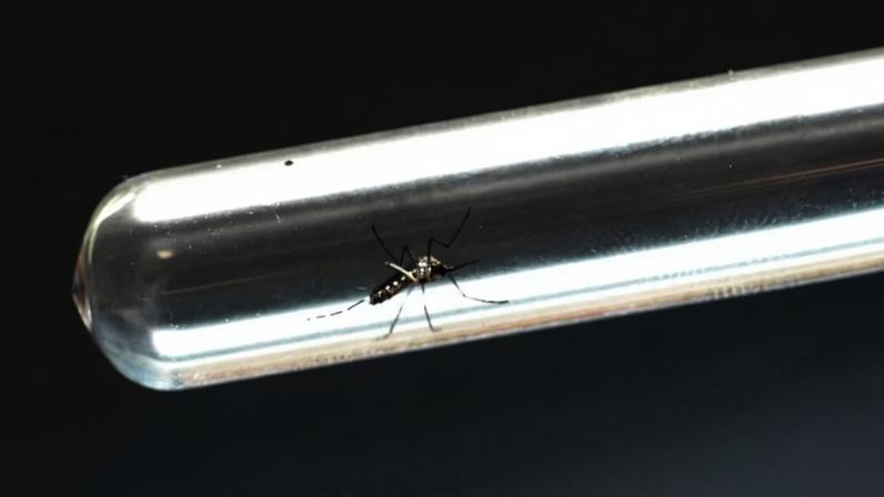 Dengue é transmitida pela picada do mosquito Aedes aegypti