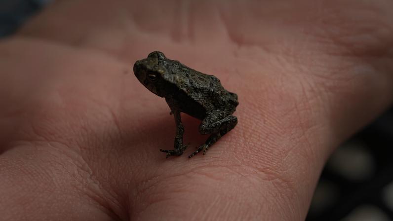 Conservação coleta mais dados do que nunca; para que servem?