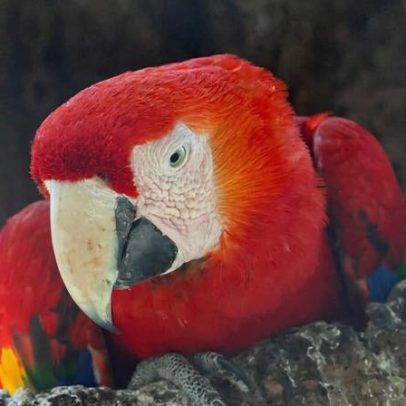 Recuperação de florestas tropicais: rápida, mas nem tão acelerada quanto parece