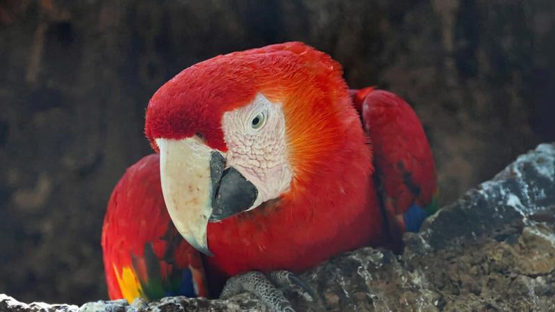 Recuperação de florestas tropicais: rápida, mas nem tão acelerada quanto parece
